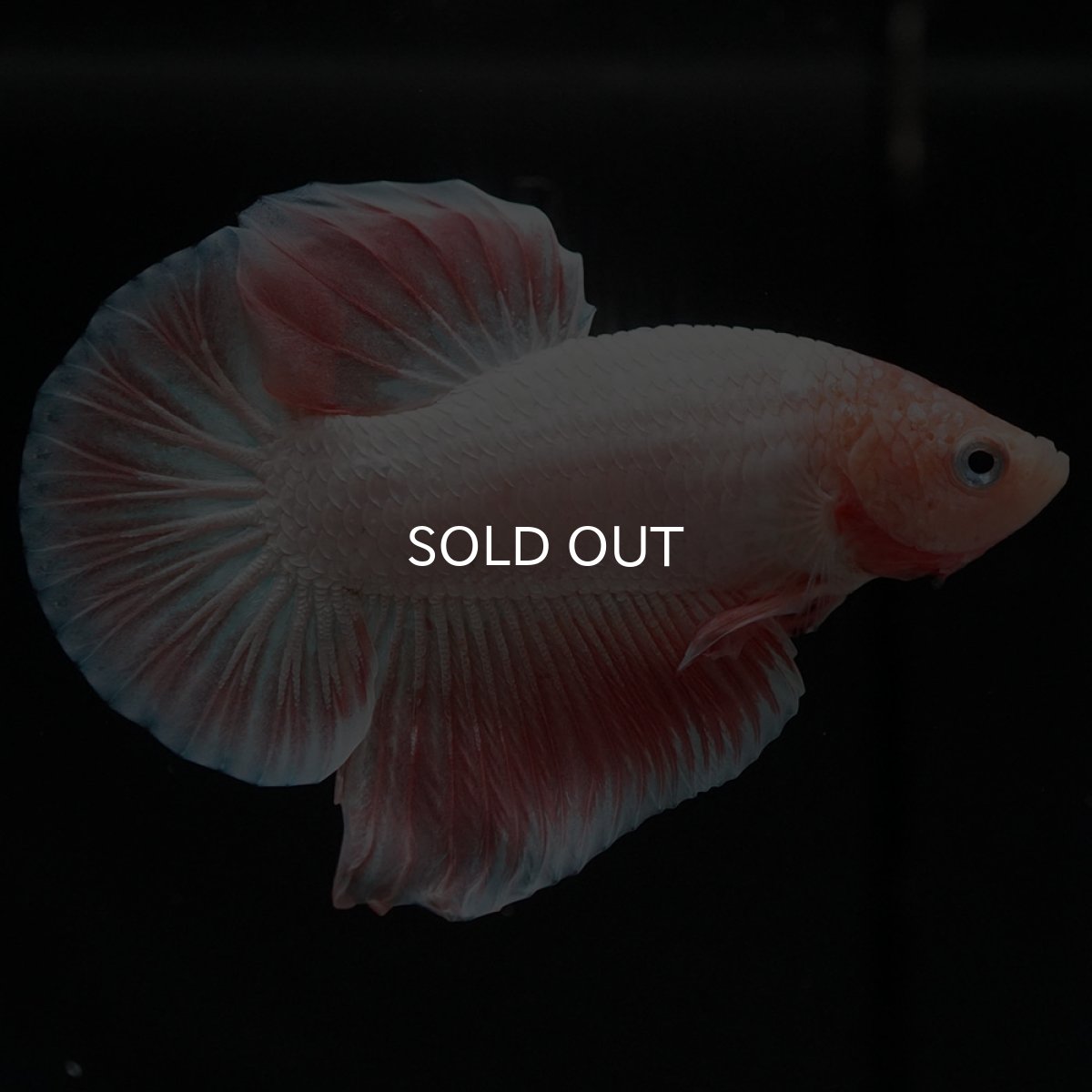 画像7: HMPK ファンシー (7)