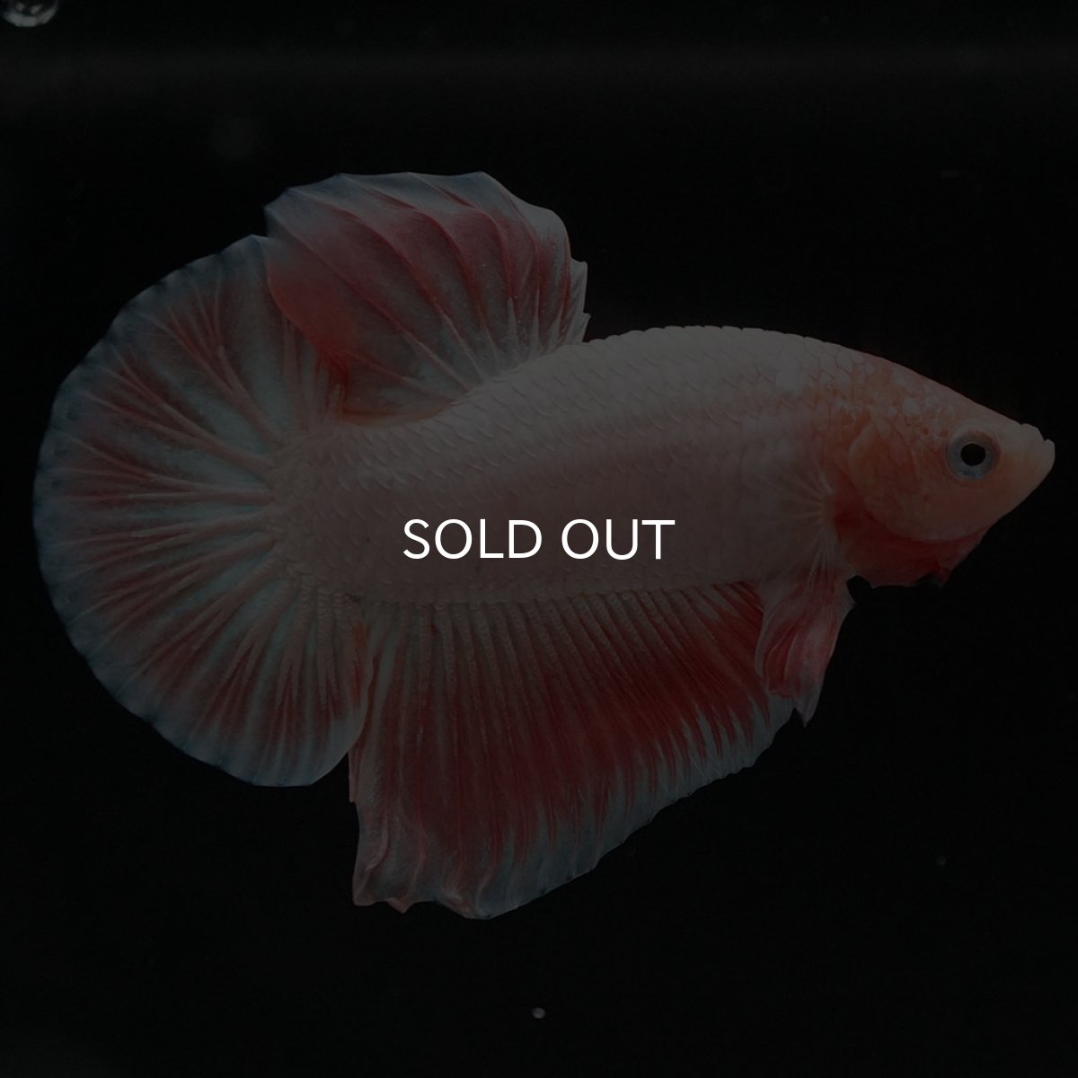 画像3: HMPK ファンシー (3)