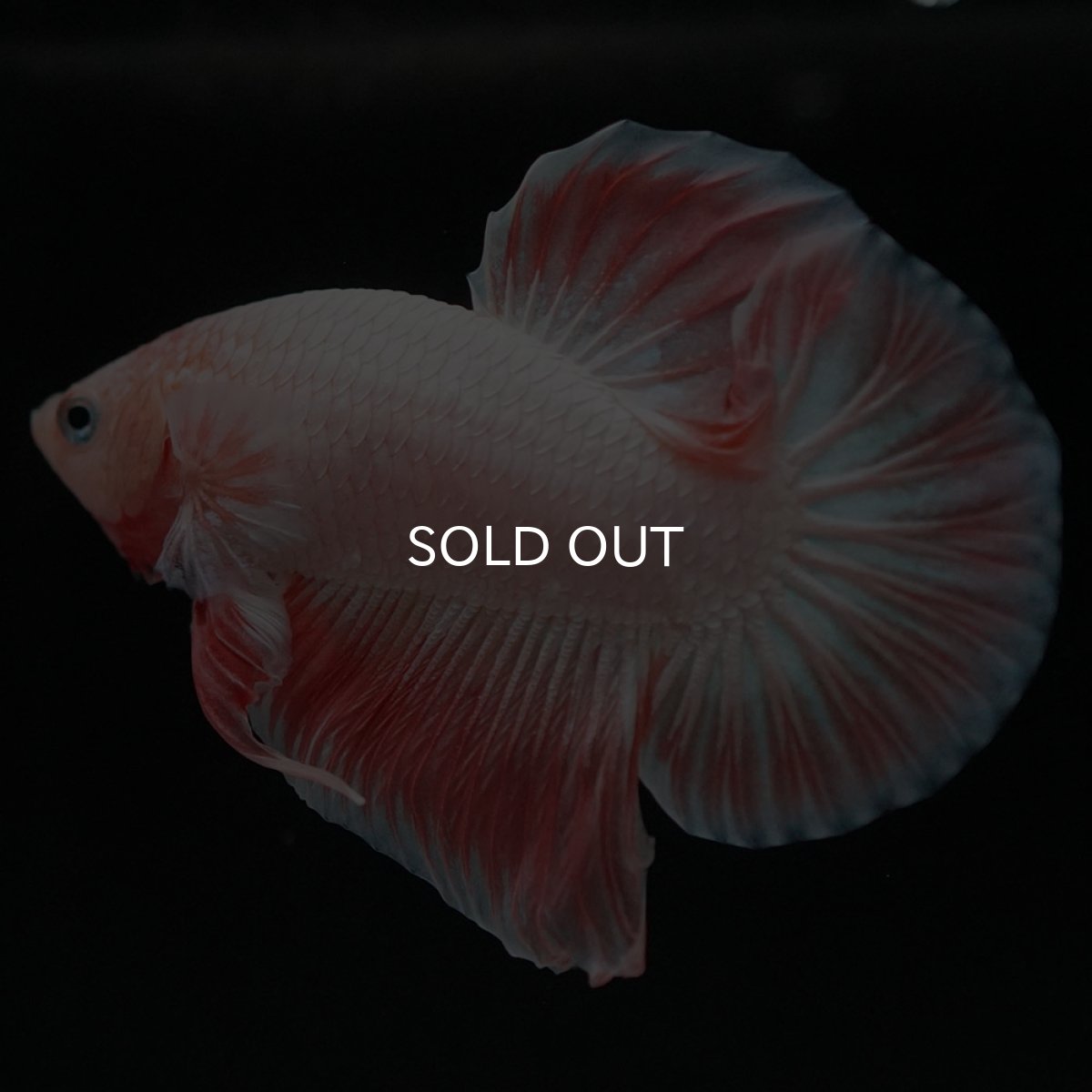 画像6: HMPK ファンシー (6)