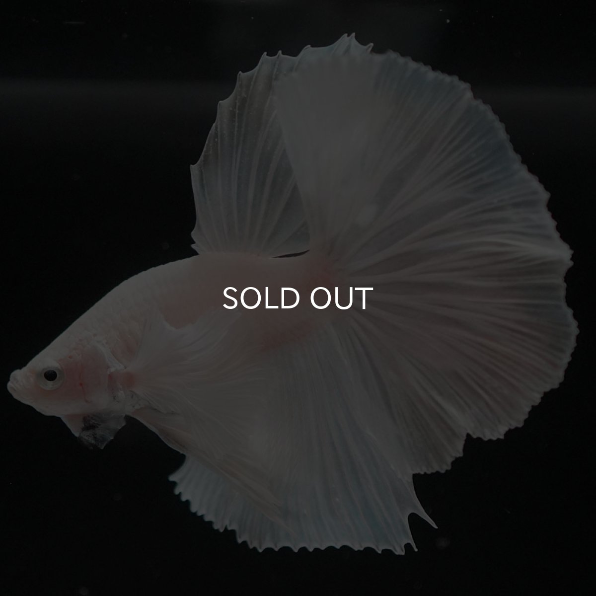 画像2: HMダンボ　ホワイト (2)