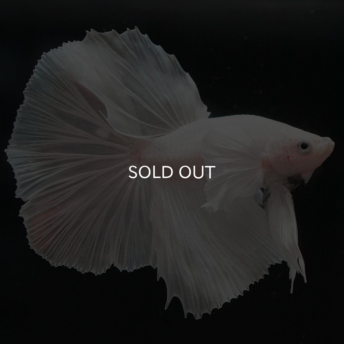 画像4: HMダンボ　ホワイト (4)