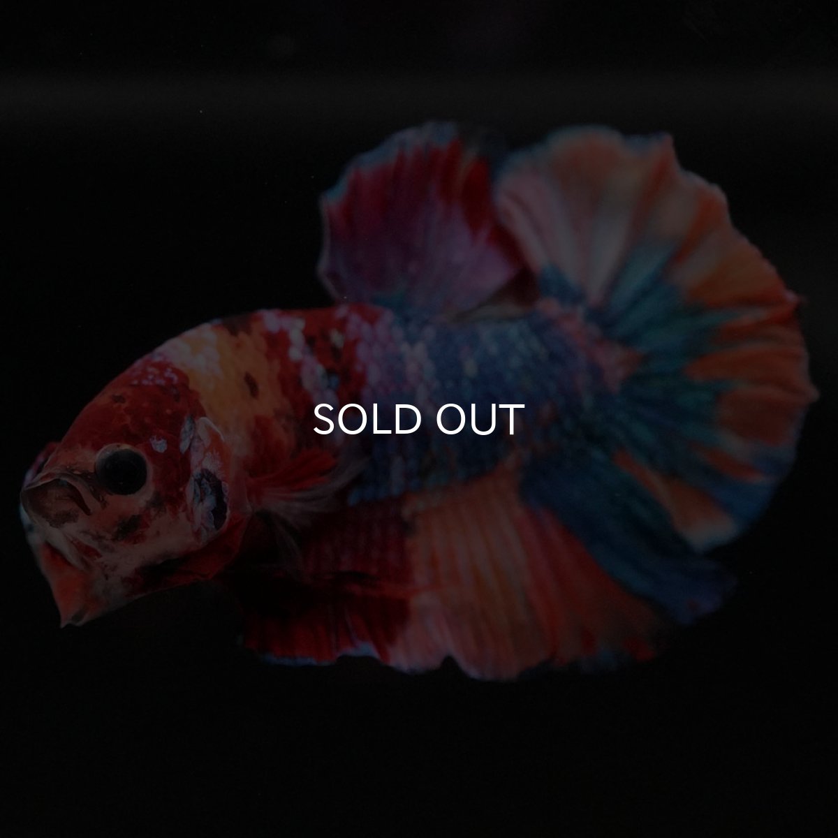 画像9: HMPK　キャンディ (9)