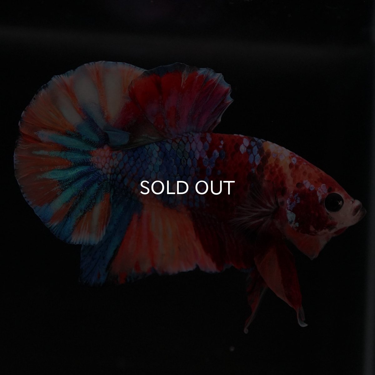 画像6: HMPK　キャンディ (6)