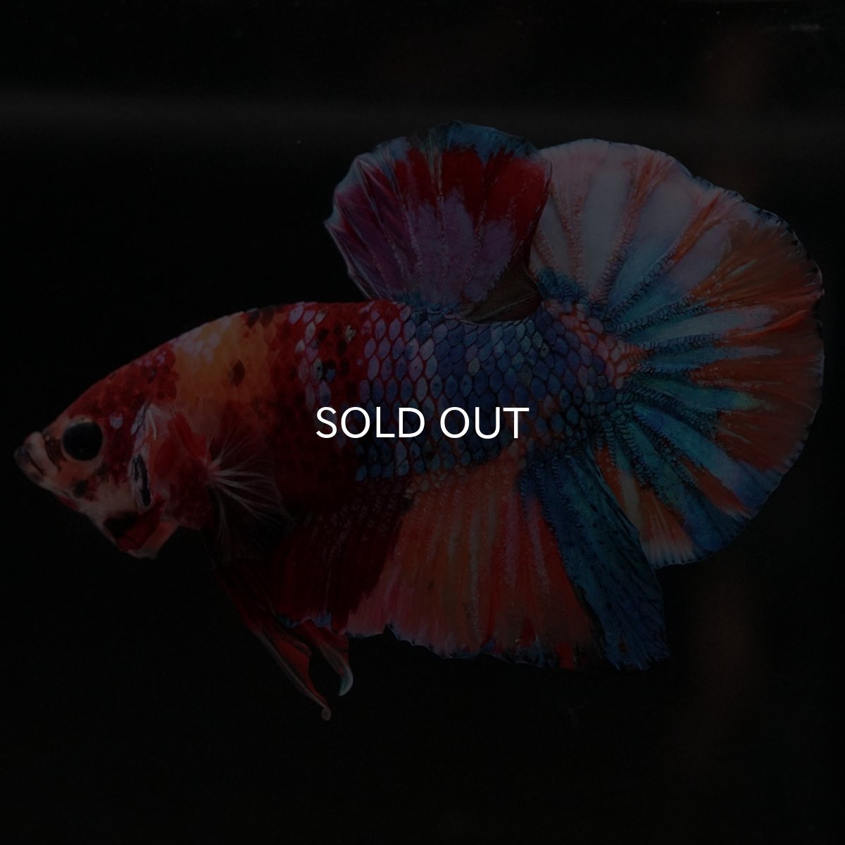 画像7: HMPK　キャンディ (7)