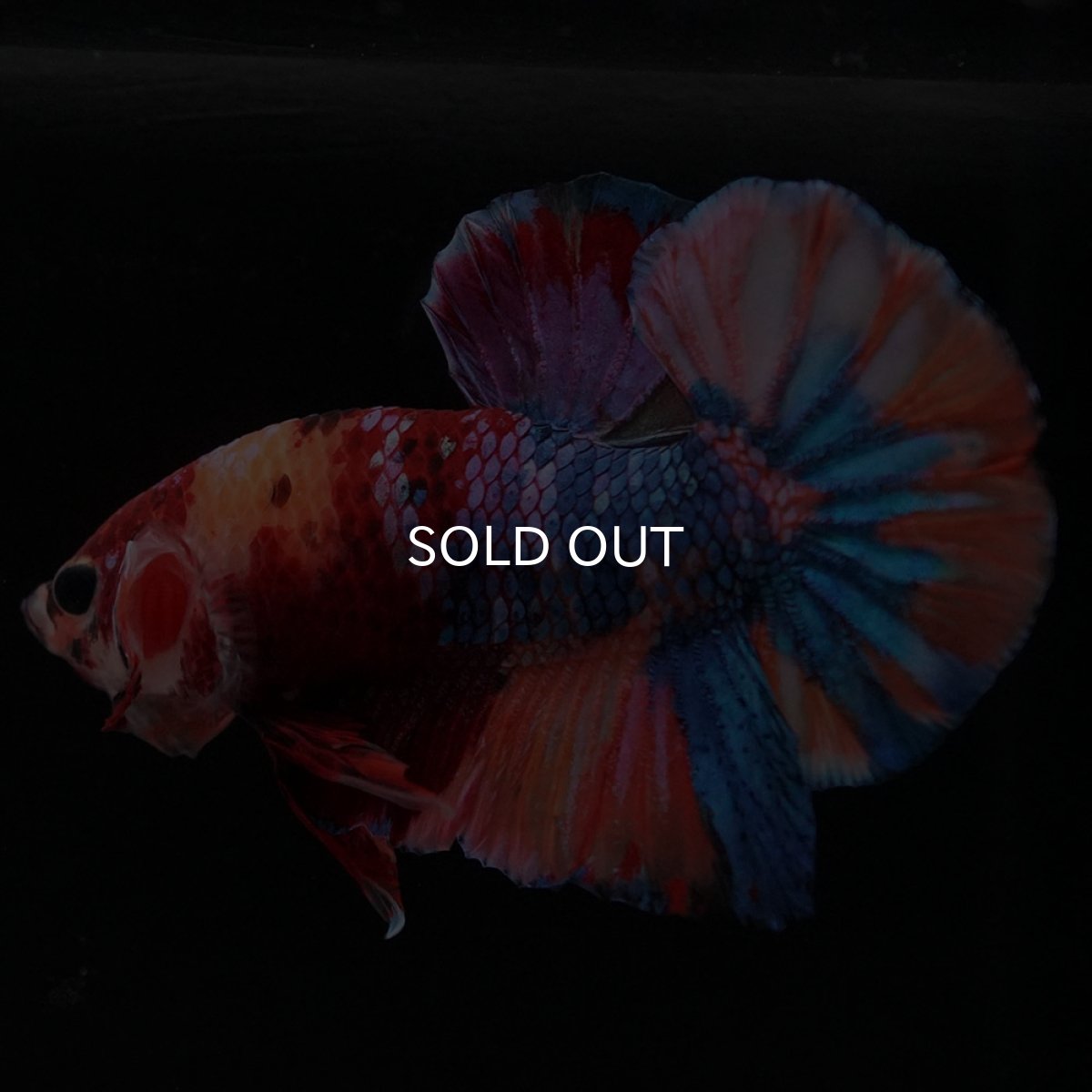 画像5: HMPK　キャンディ (5)