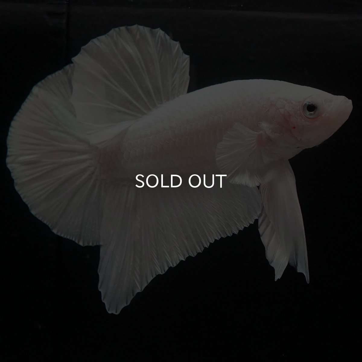 画像5: HMPK　ホワイト (5)