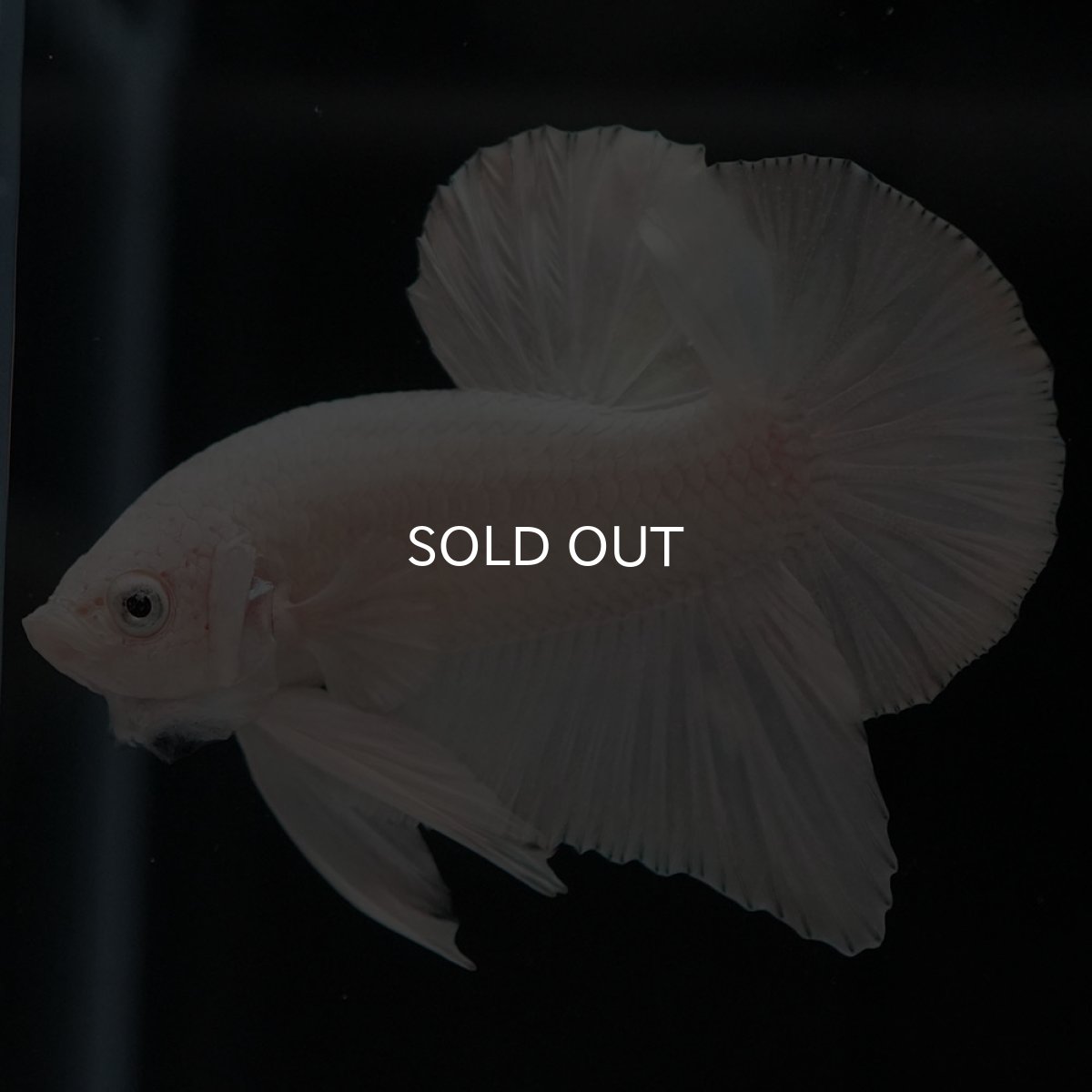 画像6: HMPK　ホワイト (6)