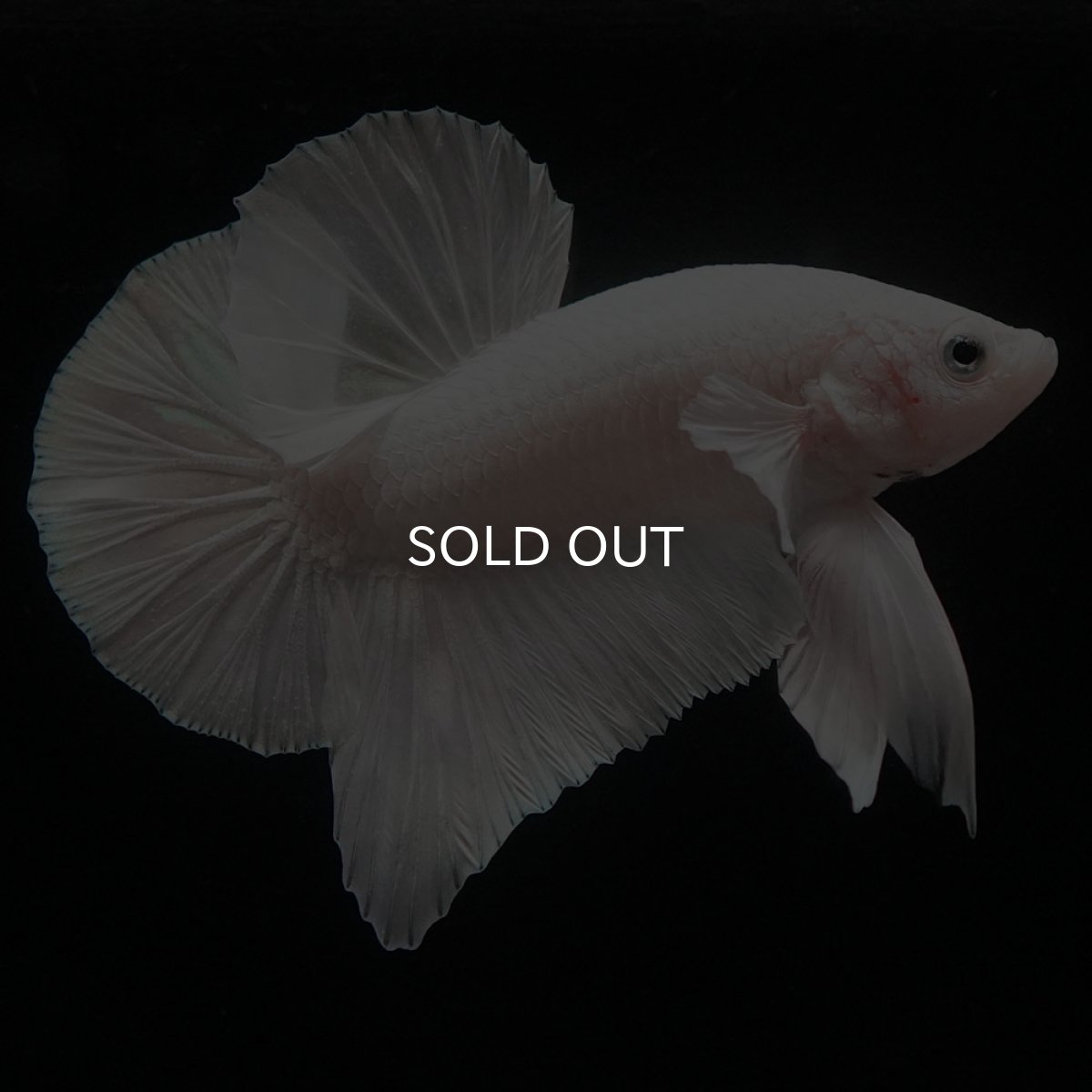 画像3: HMPK　ホワイト (3)