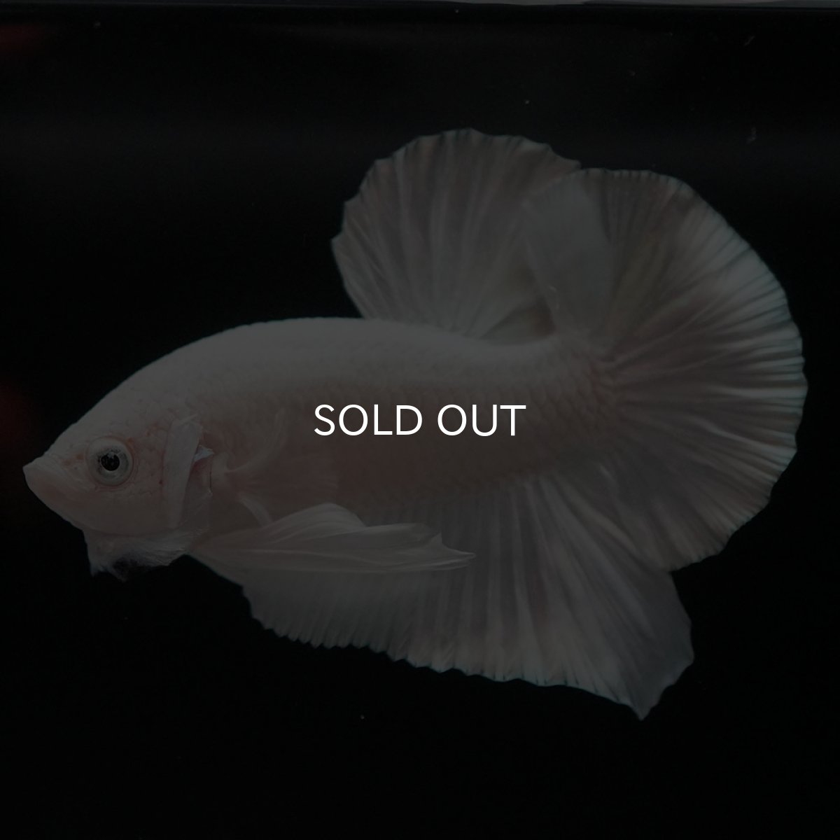 画像8: HMPK　ホワイト (8)