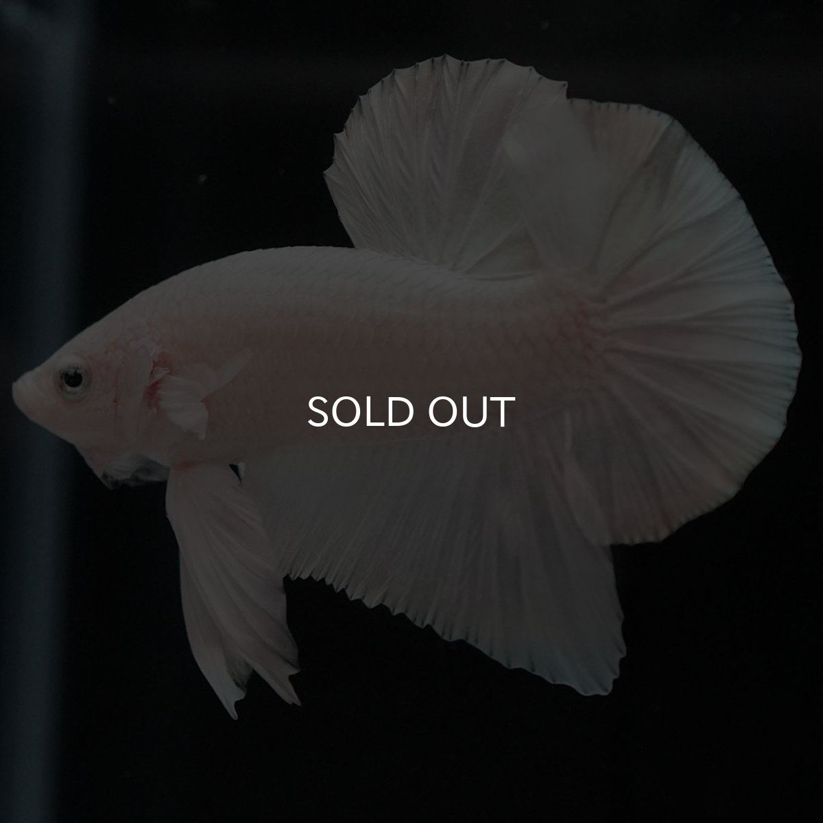 画像4: HMPK　ホワイト (4)