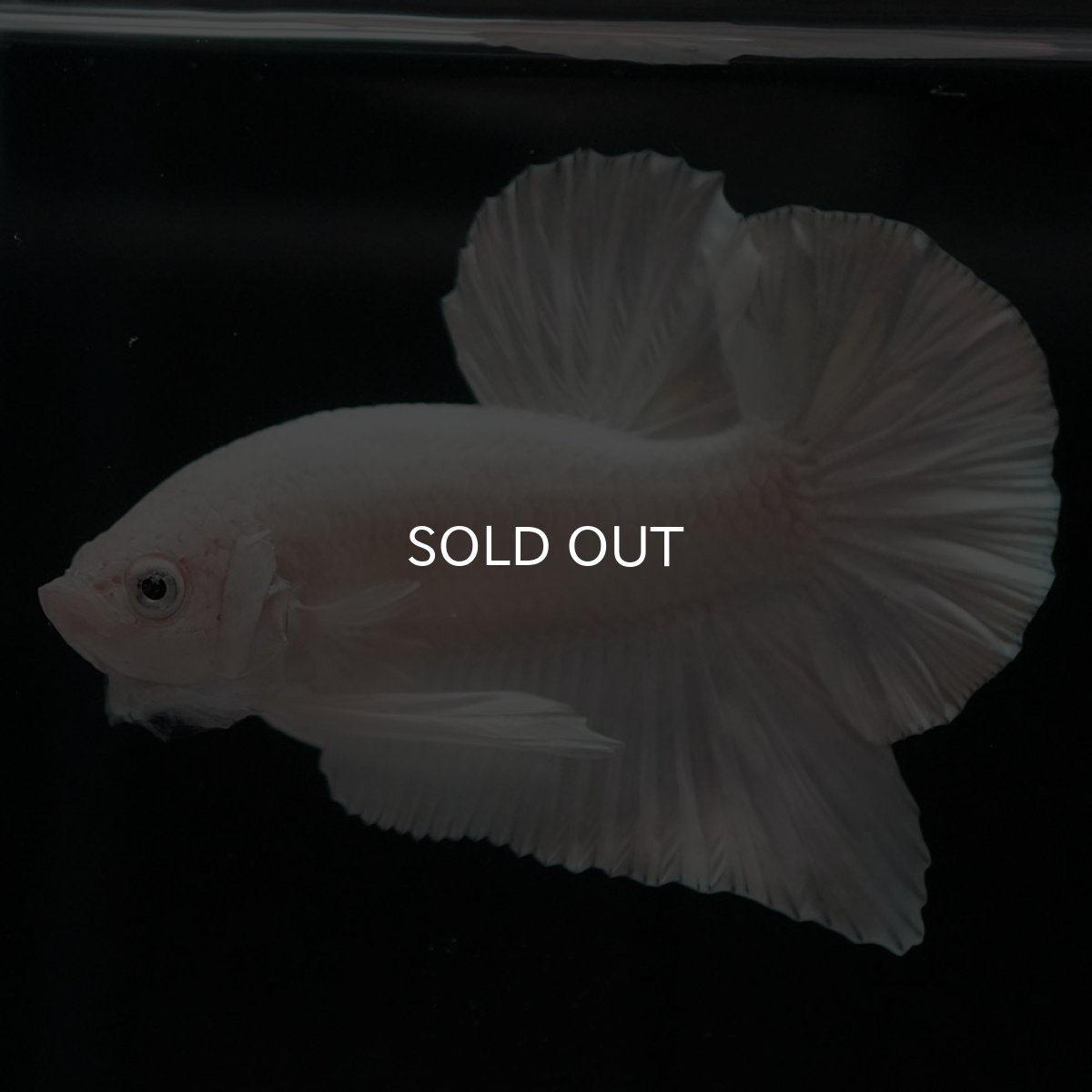 画像2: HMPK　ホワイト (2)