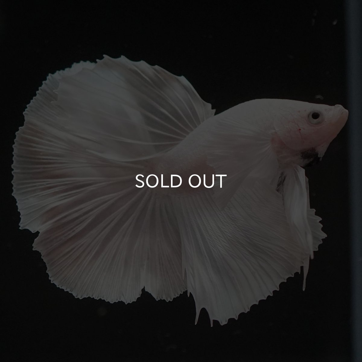 画像8: HMダンボ　ホワイト (8)