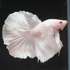 画像8: HMダンボ　ホワイト (8)