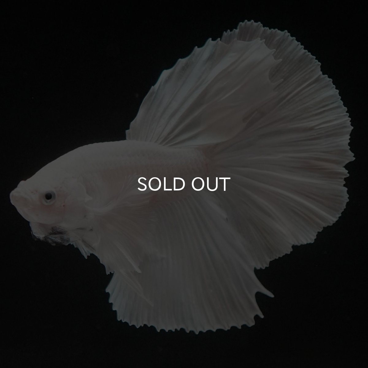 画像9: HMダンボ　ホワイト (9)