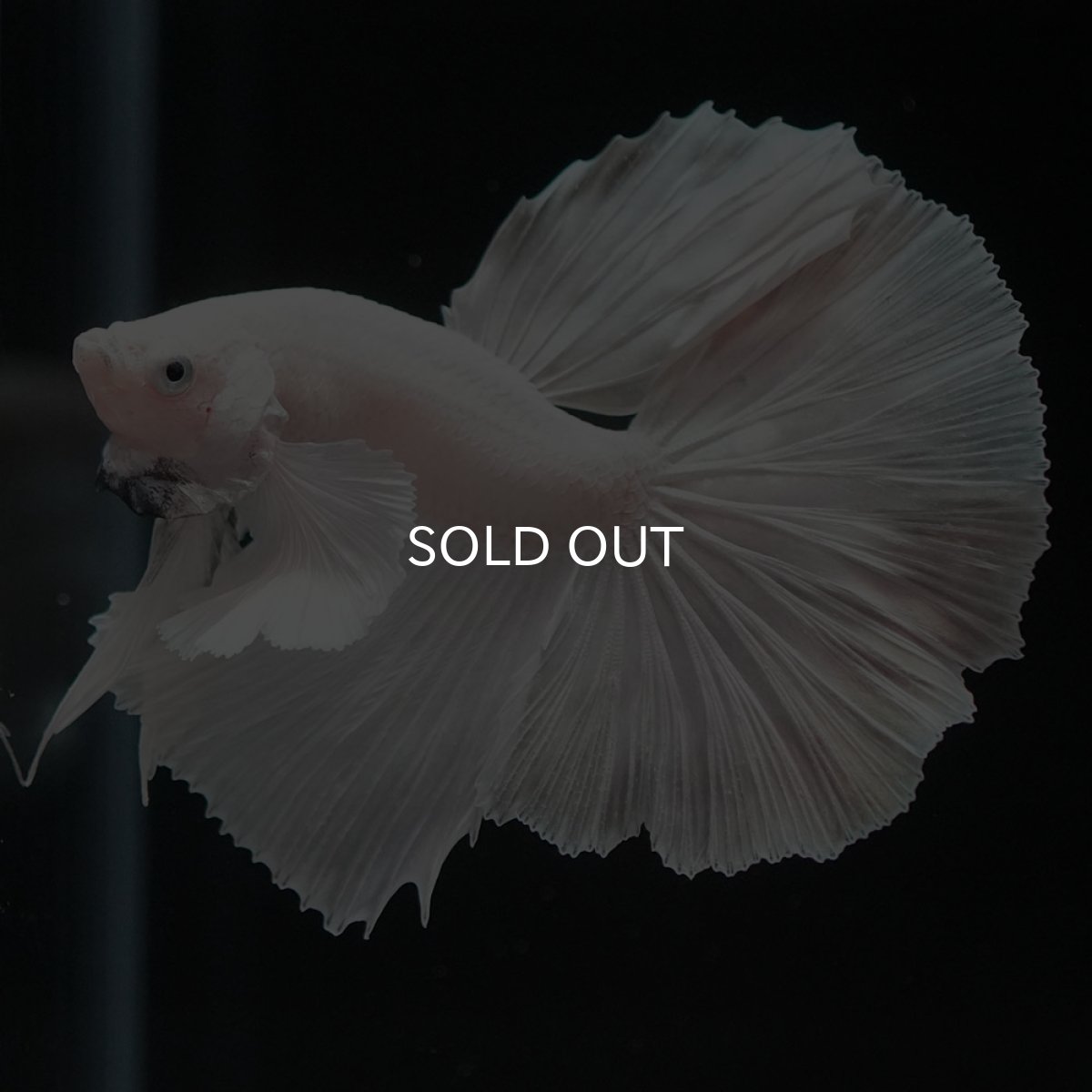 画像7: HMダンボ　ホワイト (7)