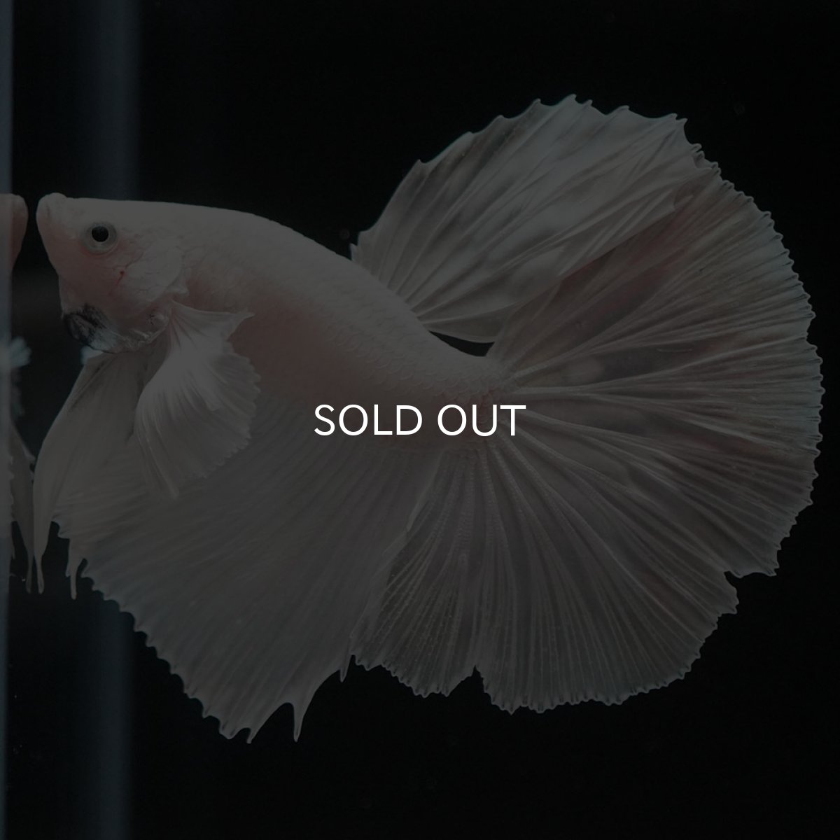 画像5: HMダンボ　ホワイト (5)