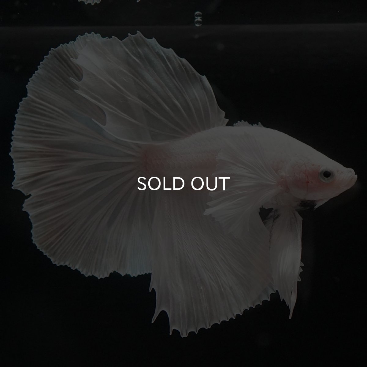 画像6: HMダンボ　ホワイト (6)