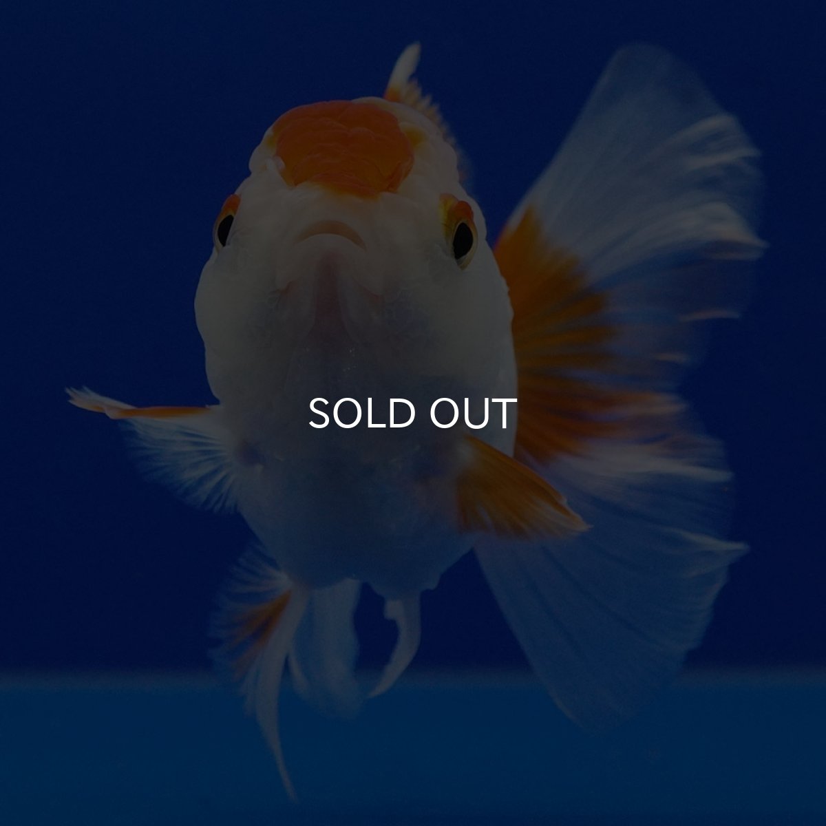 画像9: タイ産　超短オランダ　ハーフムーン9cm± (9)