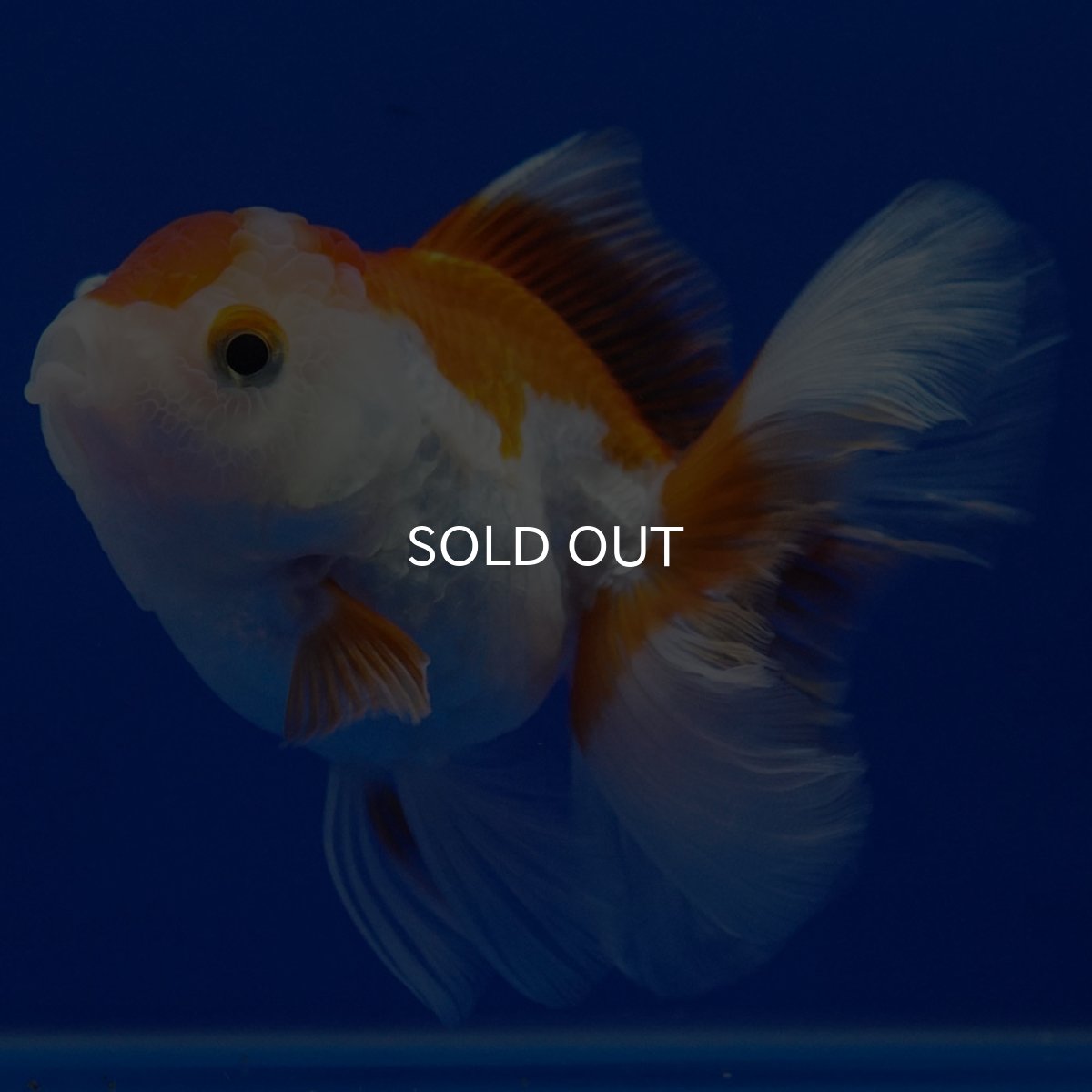 画像4: タイ産　超短オランダ　ハーフムーン9cm± (4)