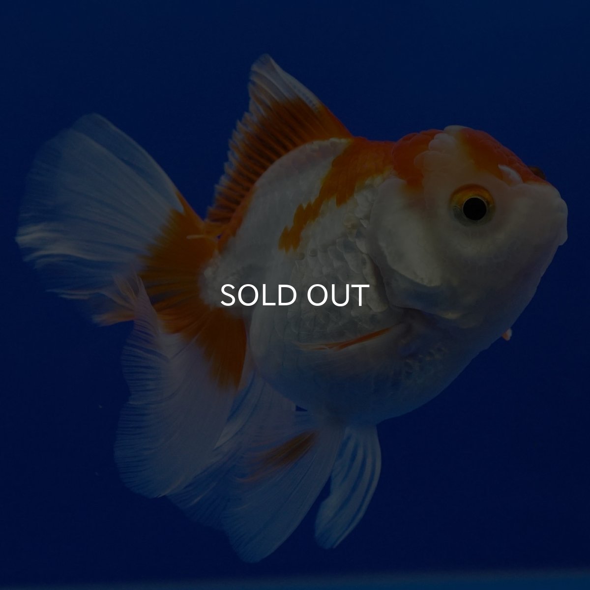 画像3: タイ産　超短オランダ　ハーフムーン9cm± (3)