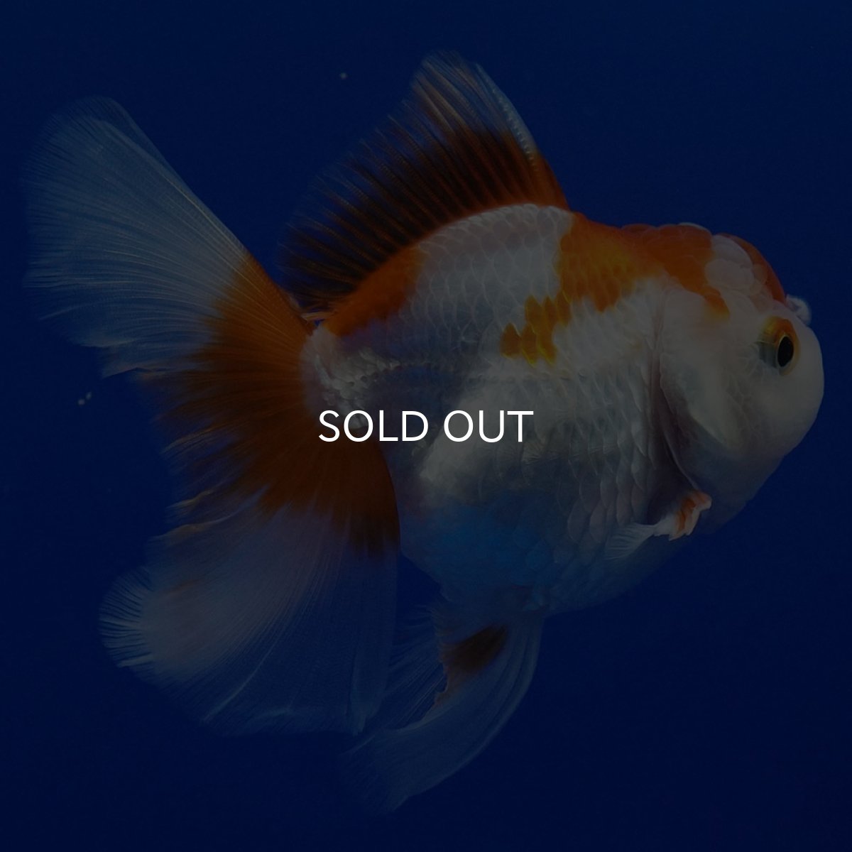 画像7: タイ産　超短オランダ　ハーフムーン9cm± (7)