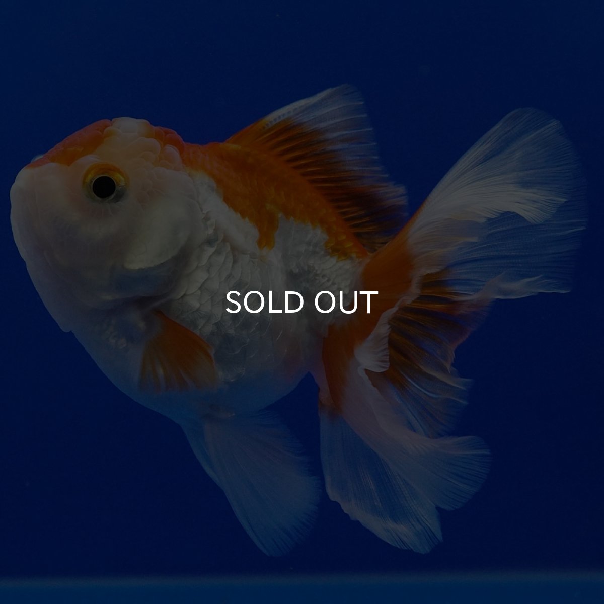 画像2: タイ産　超短オランダ　ハーフムーン9cm± (2)