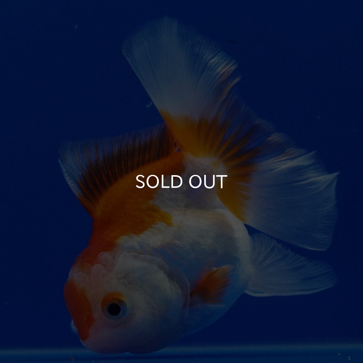 画像6: タイ産　超短オランダ　ハーフムーン9cm± (6)