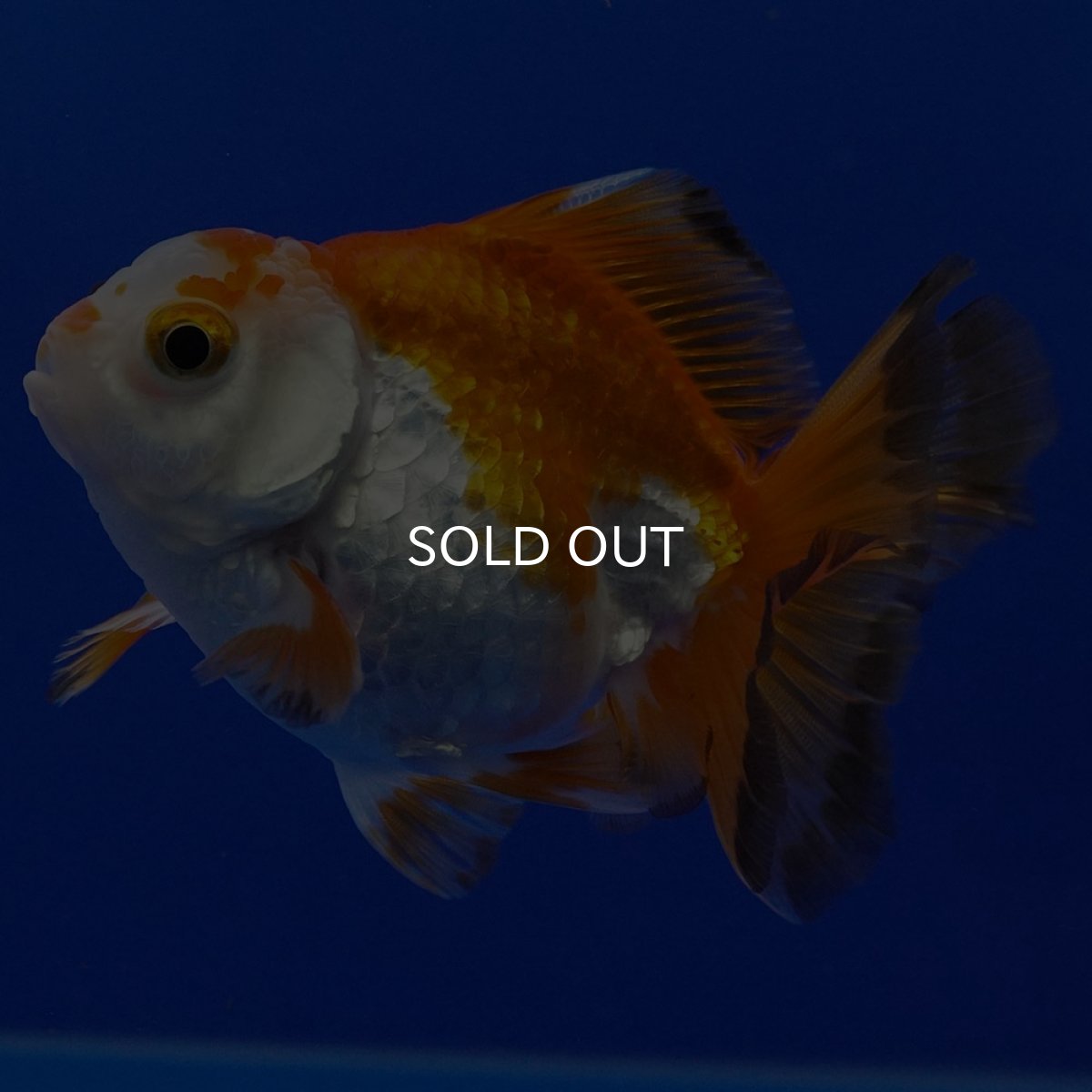 画像10: タイ産 超短オランダ ショートテール9cm± (10)