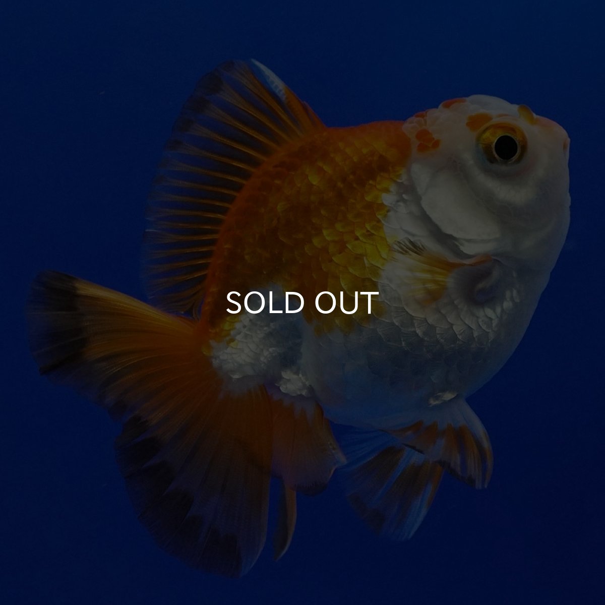 画像13: タイ産 超短オランダ ショートテール9cm± (13)