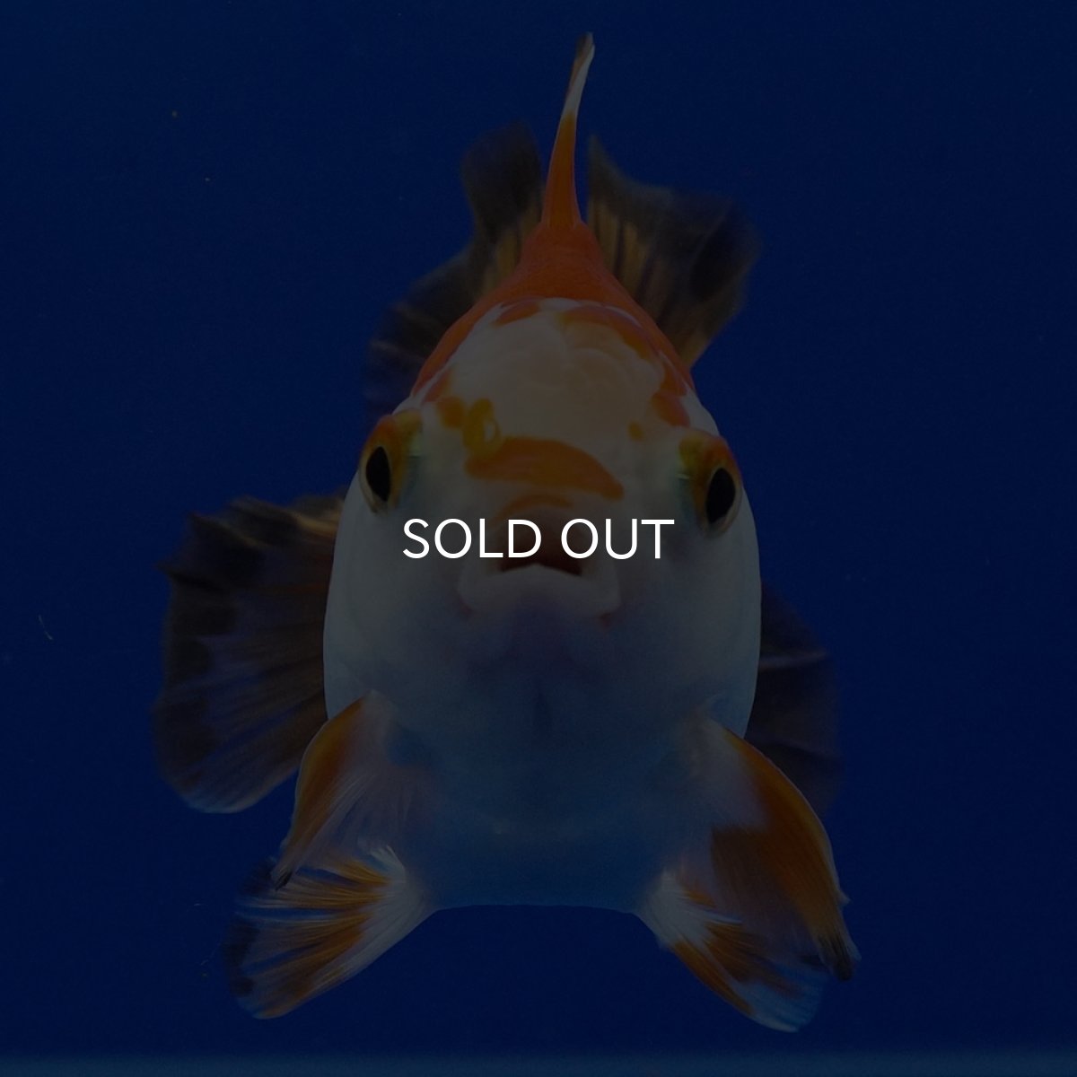 画像12: タイ産 超短オランダ ショートテール9cm± (12)