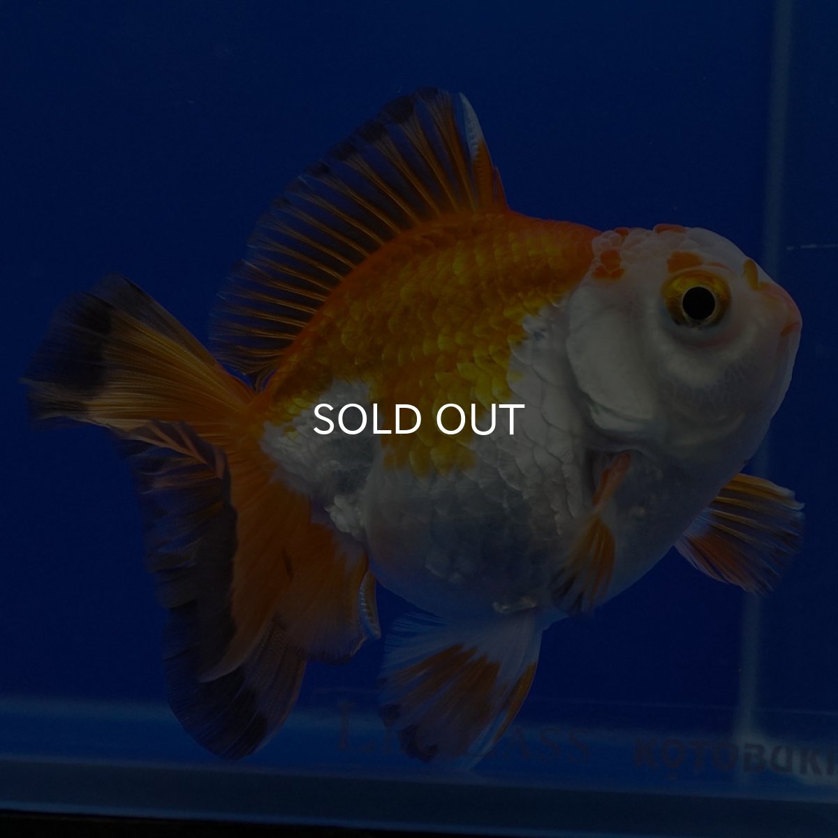 画像11: タイ産 超短オランダ ショートテール9cm± (11)