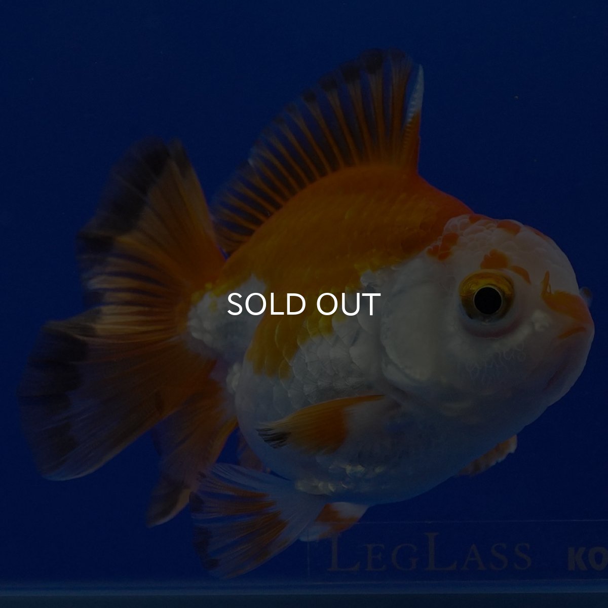 画像9: タイ産 超短オランダ ショートテール9cm± (9)