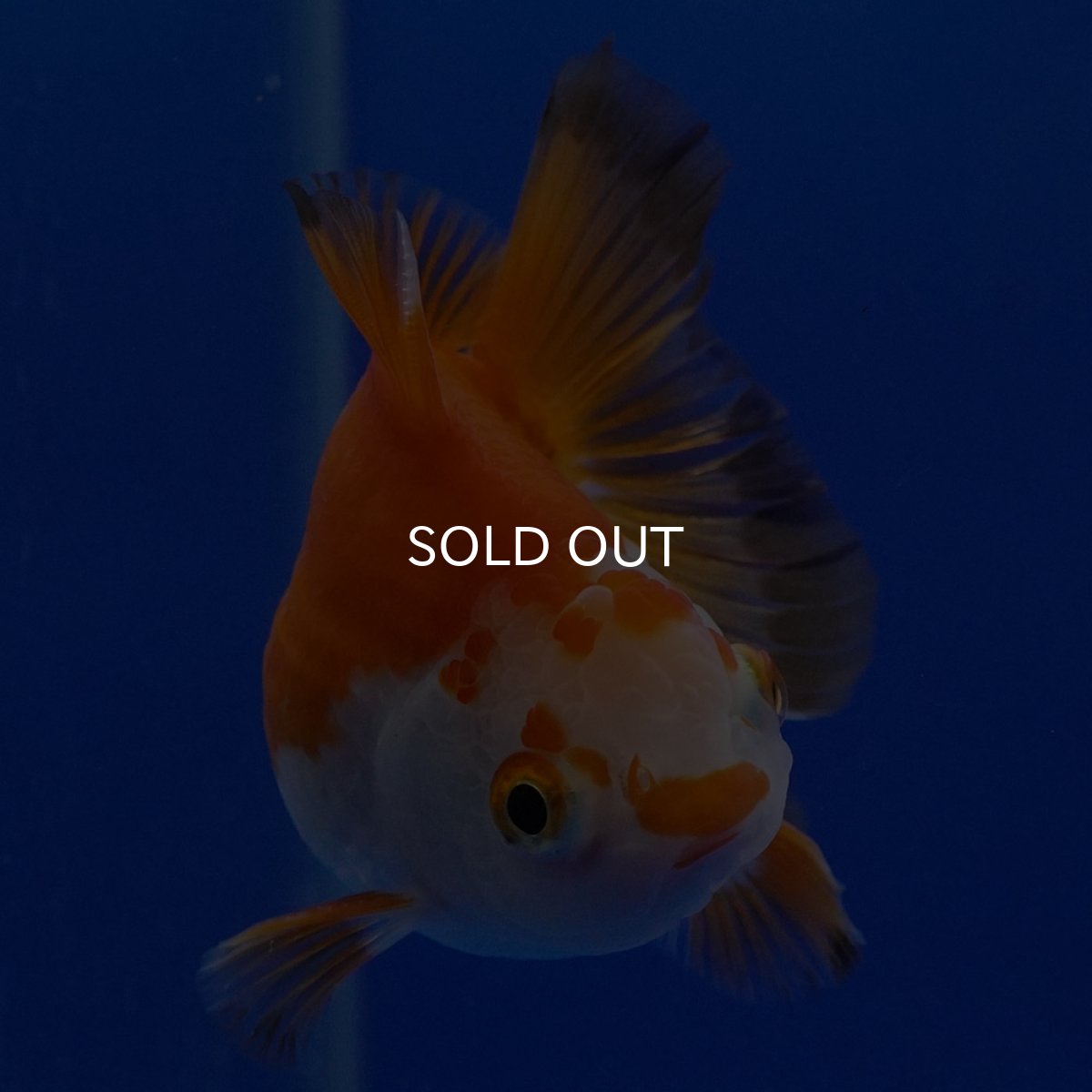 画像8: タイ産 超短オランダ ショートテール9cm± (8)