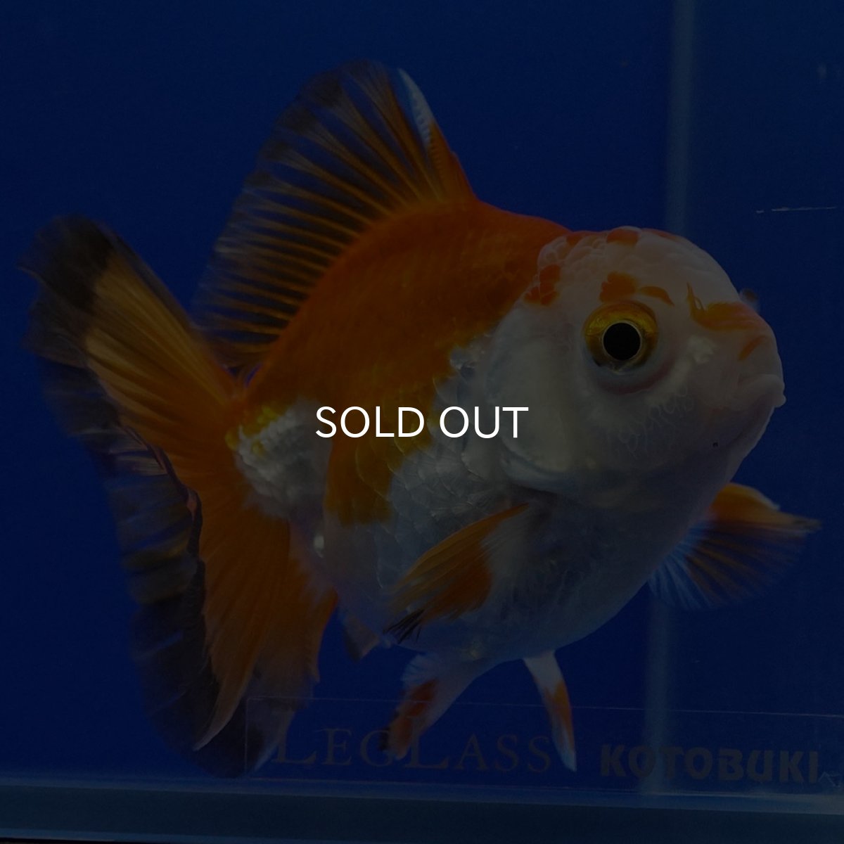 画像6: タイ産 超短オランダ ショートテール9cm± (6)