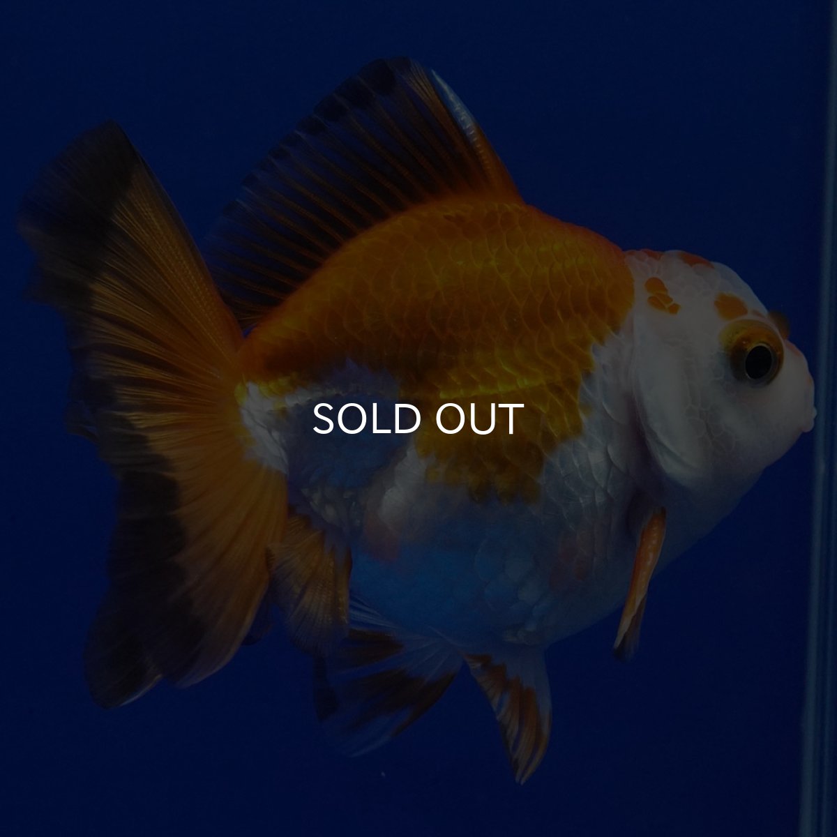 画像2: タイ産 超短オランダ ショートテール9cm± (2)