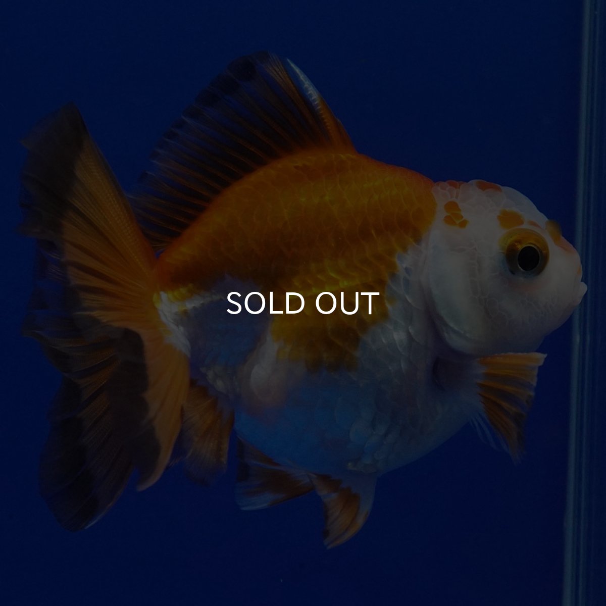 画像4: タイ産 超短オランダ ショートテール9cm± (4)