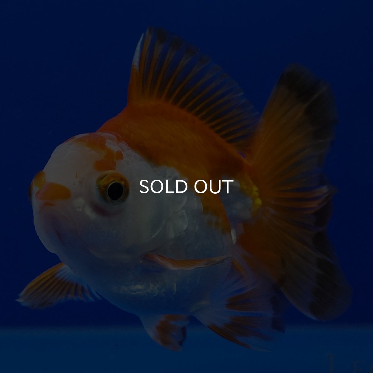 画像5: タイ産 超短オランダ ショートテール9cm± (5)