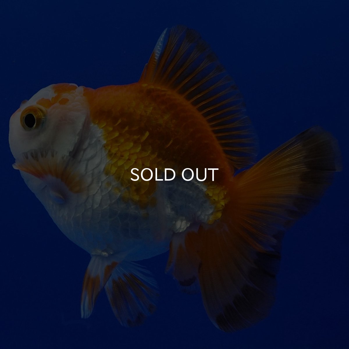 画像3: タイ産 超短オランダ ショートテール9cm± (3)