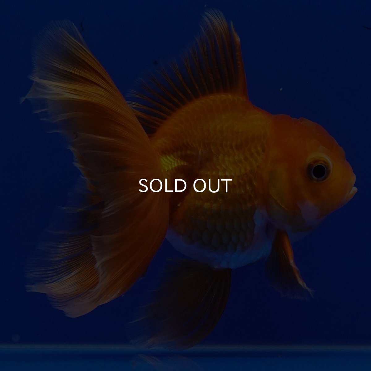 画像12: タイ産　超短オランダ　ハーフムーン9cm± (12)