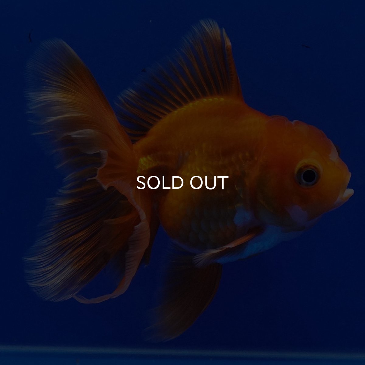 画像10: タイ産　超短オランダ　ハーフムーン9cm± (10)