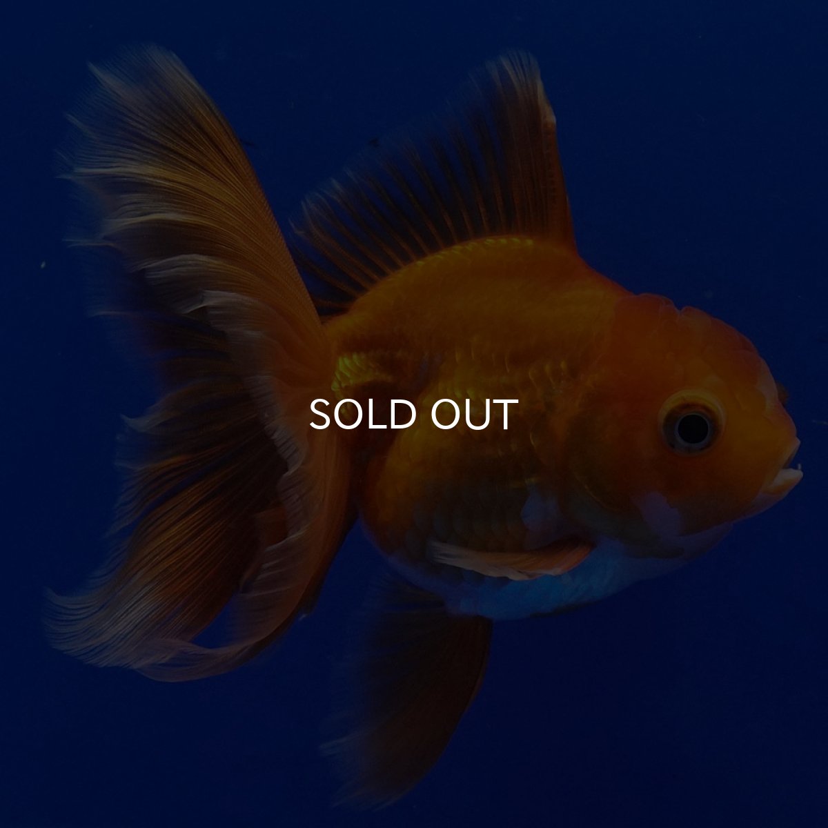 画像8: タイ産　超短オランダ　ハーフムーン9cm± (8)