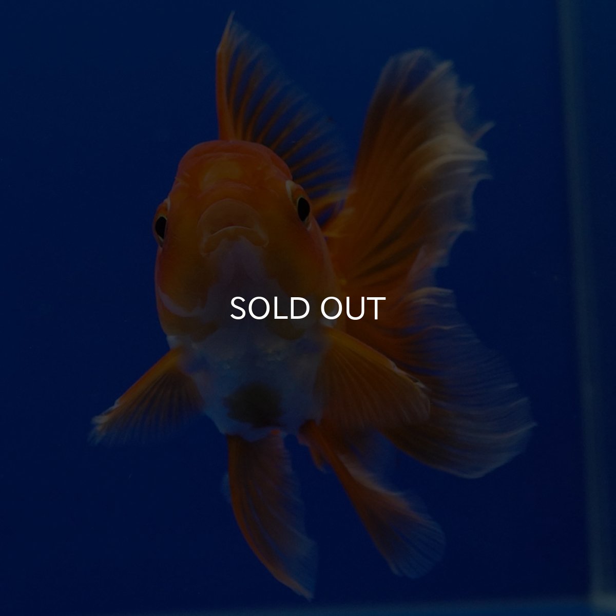 画像13: タイ産　超短オランダ　ハーフムーン9cm± (13)