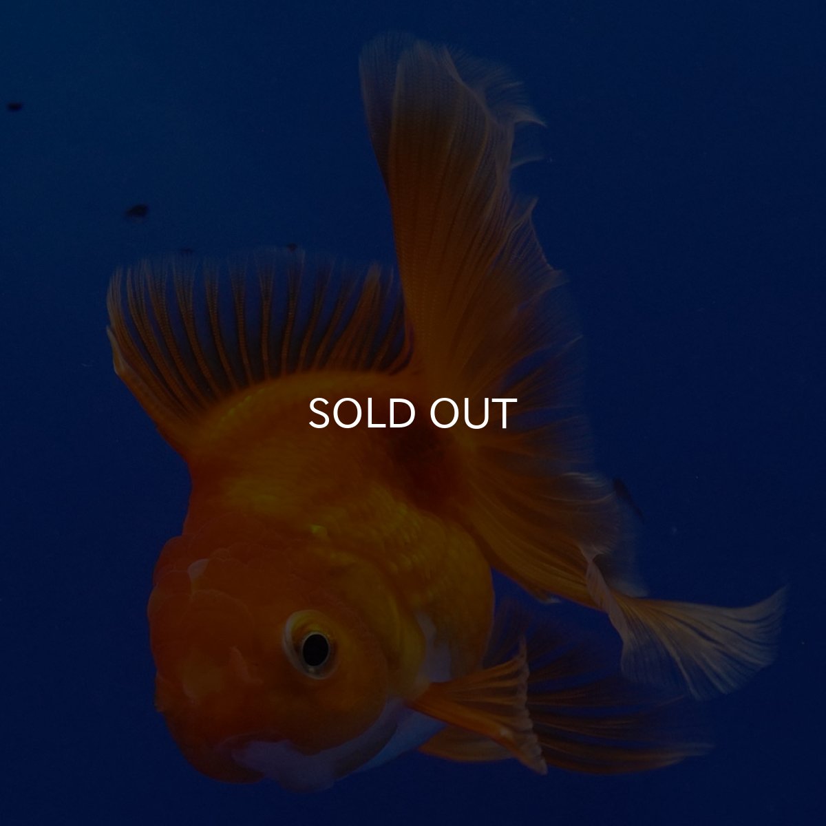 画像11: タイ産　超短オランダ　ハーフムーン9cm± (11)