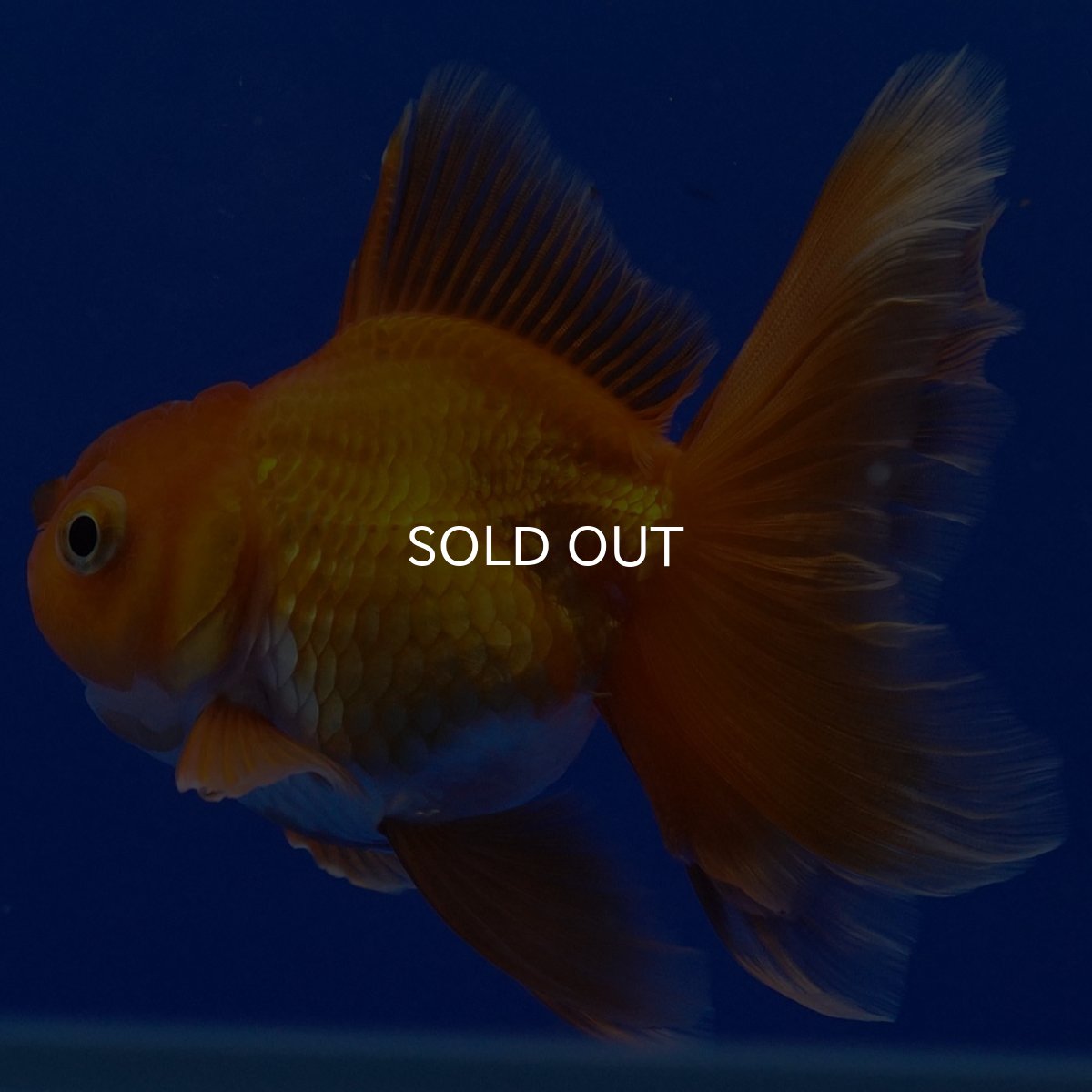 画像9: タイ産　超短オランダ　ハーフムーン9cm± (9)