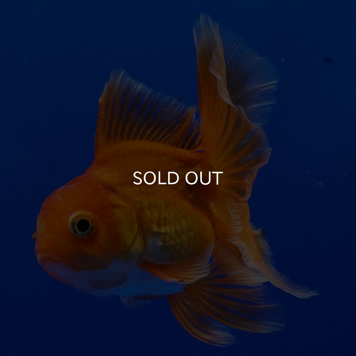 画像7: タイ産　超短オランダ　ハーフムーン9cm± (7)