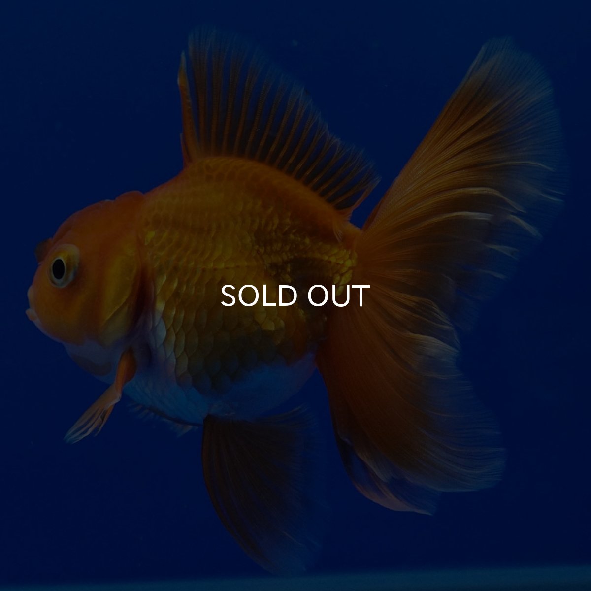 画像5: タイ産　超短オランダ　ハーフムーン9cm± (5)