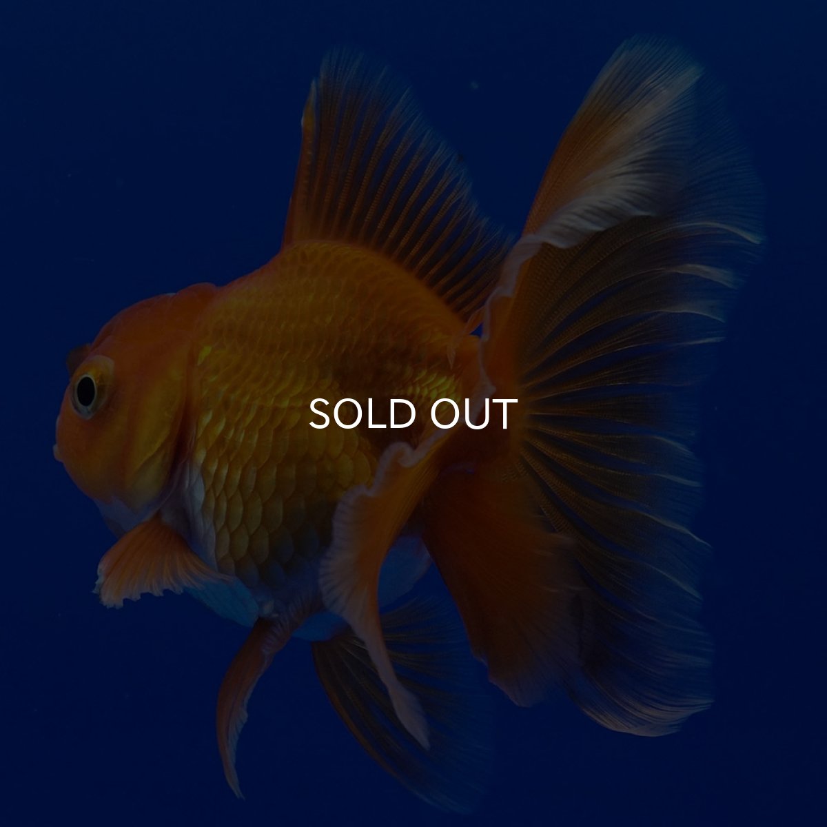 画像3: タイ産　超短オランダ　ハーフムーン9cm± (3)