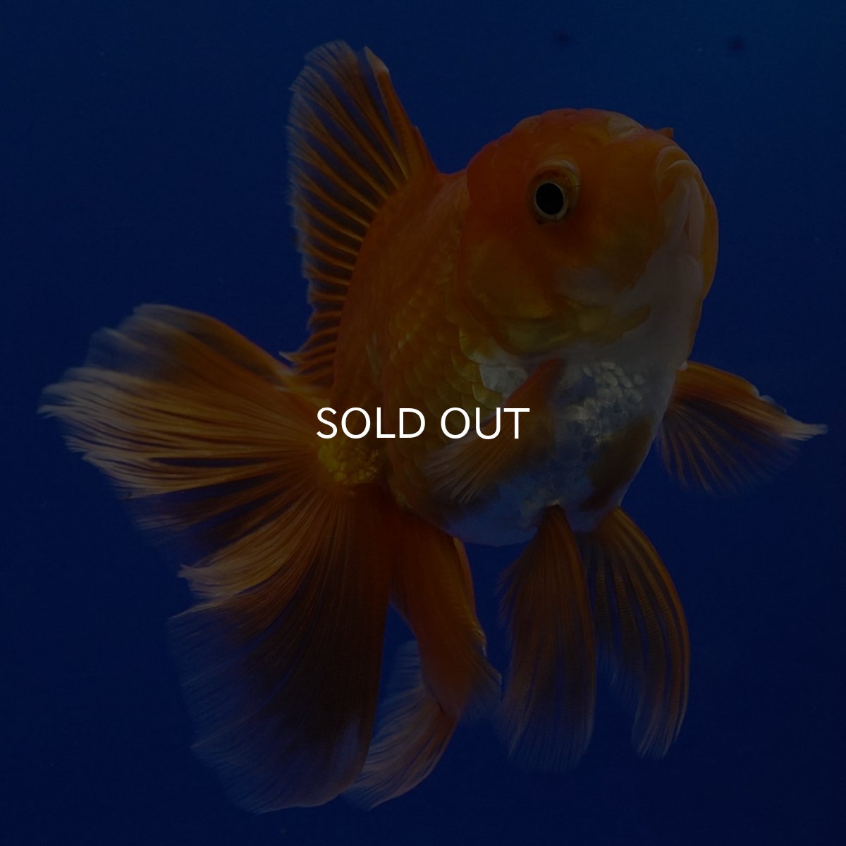 画像6: タイ産　超短オランダ　ハーフムーン9cm± (6)