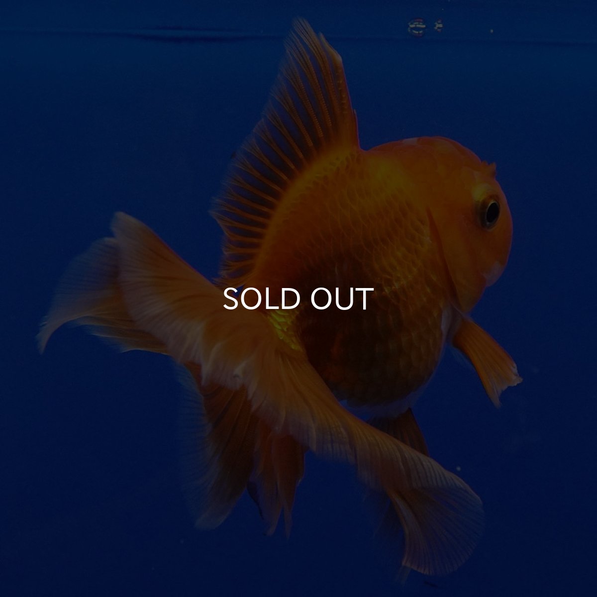 画像4: タイ産　超短オランダ　ハーフムーン9cm± (4)