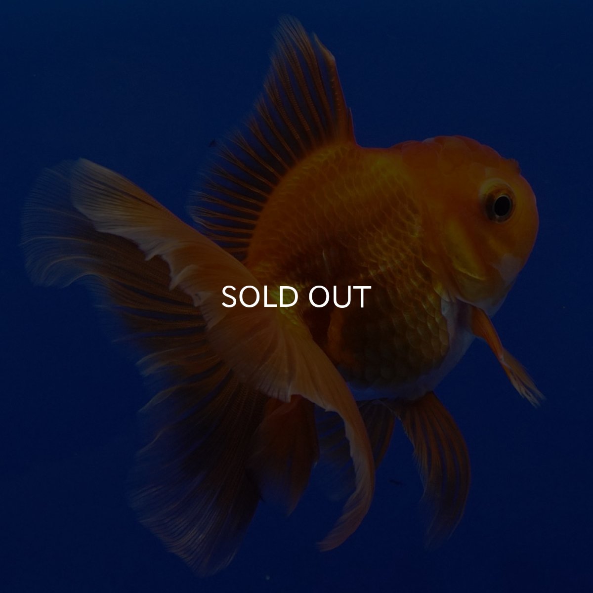 画像2: タイ産　超短オランダ　ハーフムーン9cm± (2)